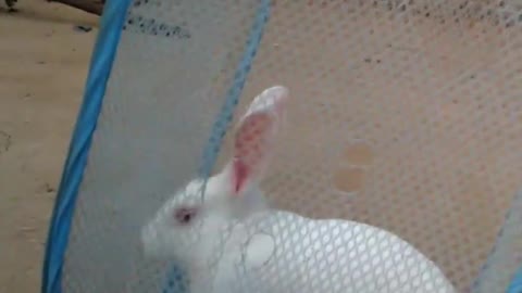 Cute and funny Rabbit