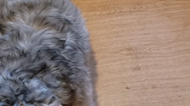 Dusty Taking Refusing Itch pill