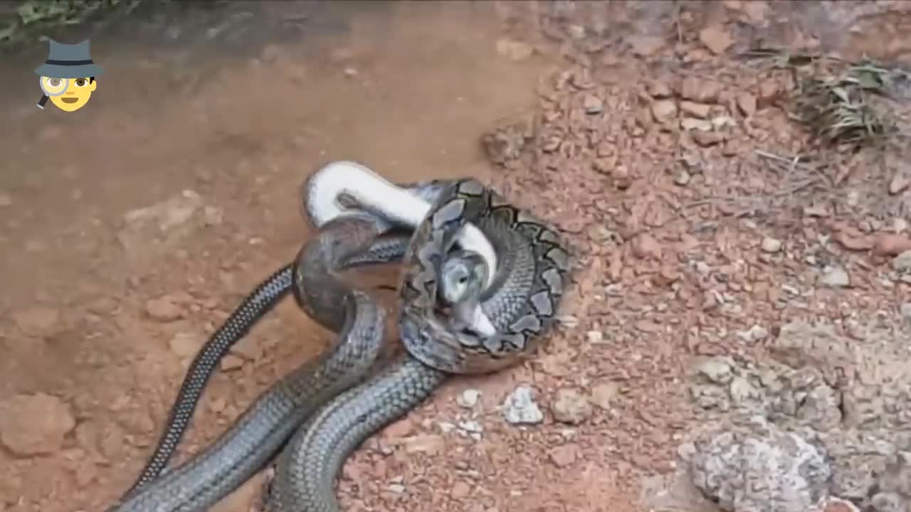7 fights between animals