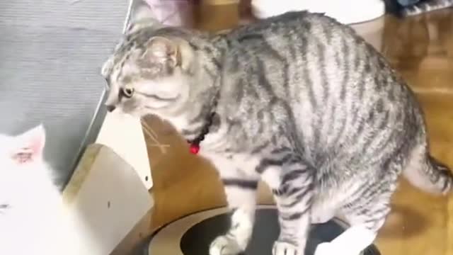clever cat