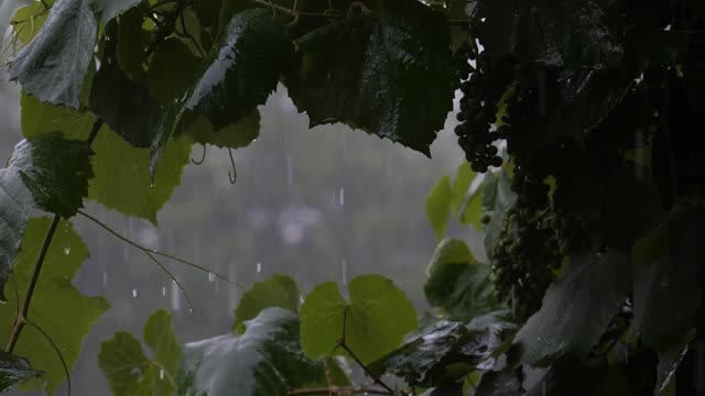 Rain with distant Thunderstorm sounds, concentration, relaxing sounds