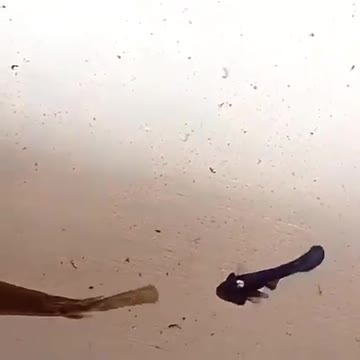 Betta Fish VS Aligator Fish