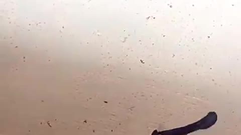 Betta Fish VS Aligator Fish