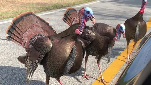 Wild Turkeys Tag Team Corvette