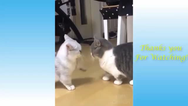 funny animal videos