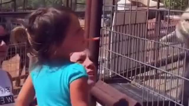 Funniest Baby at the Zoo 🐶😻 Funny Animals Reaction 😇 Try Not To Laugh 🤣 #shorts #01