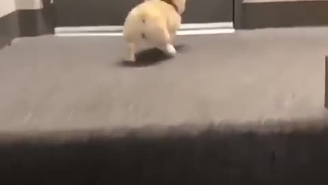 Cute 🥰 dog 🐕