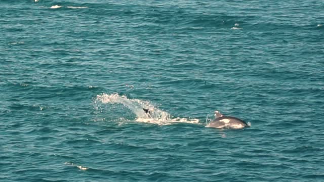 Dolphin playing over the sea