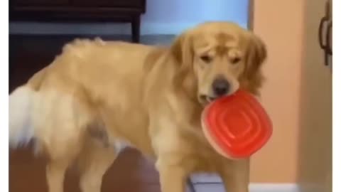 The thief being catch in action 😄