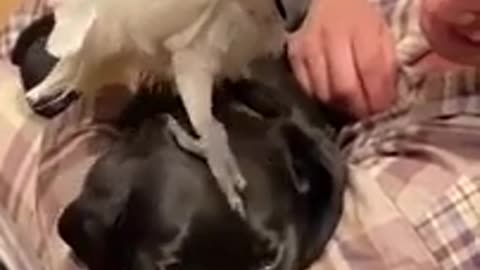 Super Funny Dog Videos 2021 _ Tiktok Compilation