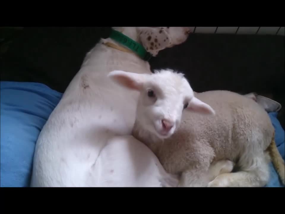 Dog sleep with sheep 2021