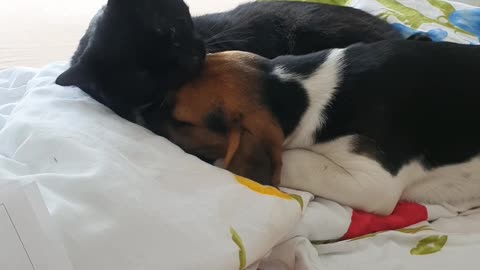 Cat loving Beagle