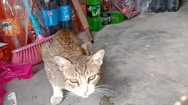 Hungry Cat Eating meat