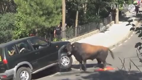 Bulls Break the Car