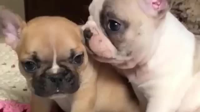 Two puppies playing together