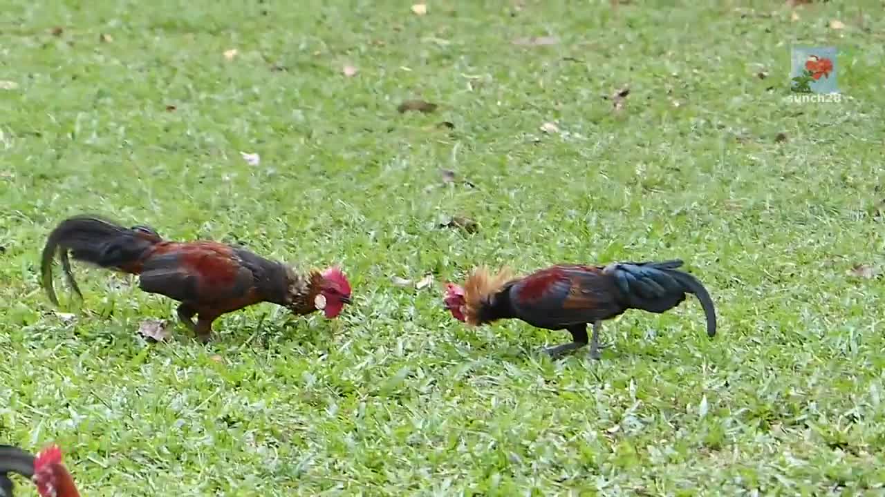 Red Junglefowl - No.3 Wins Fight With No.2