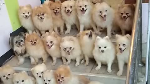 Smart Dog Pack Sitting Together