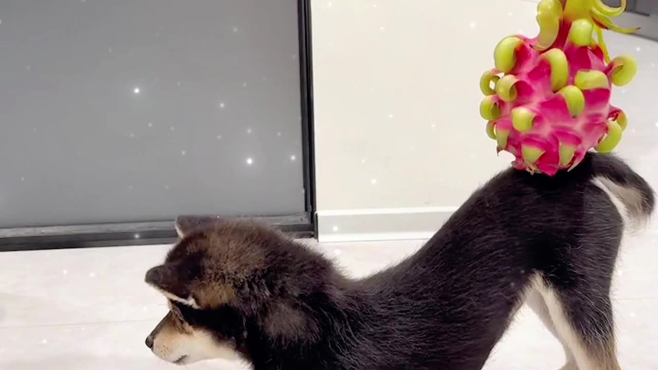 My hips can already lift up the fruit stand # Shiba Inu # Cute pet...