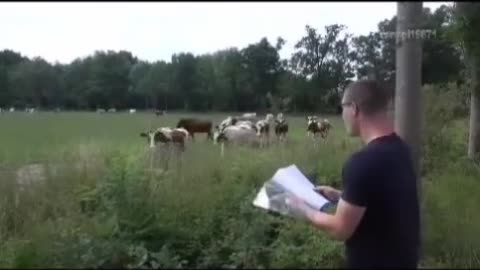 This Man Know the cows Language🤣