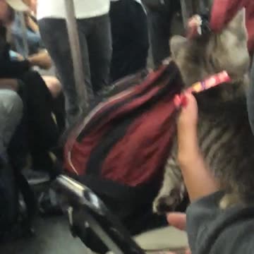 Woman on subway train holding small grey kitten cat