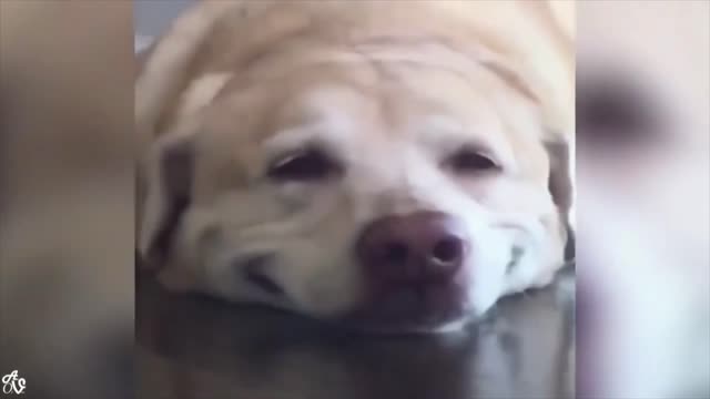 he used to smile dog nice funny