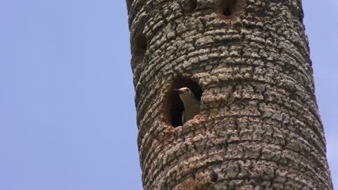 Red-Bellied Woodpeckers in a nest