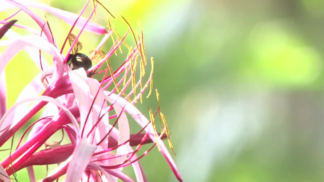 Black Bee On Flower