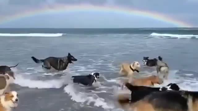 Cachorrinhos correndo no paraíso ❤️❤️❤️