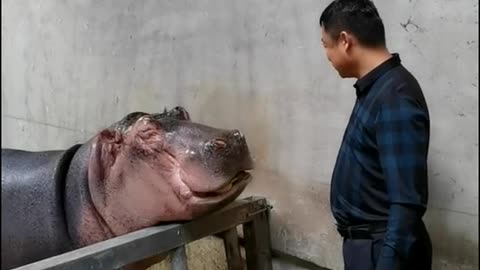 Hippo swallows a bunch of bananas