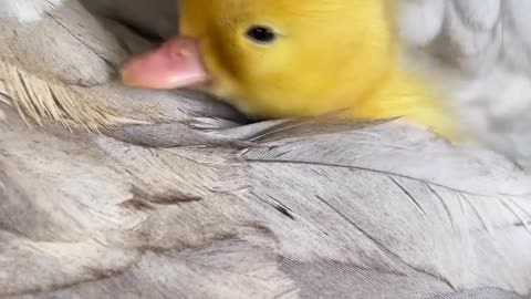 Cute baby duckling 🐣