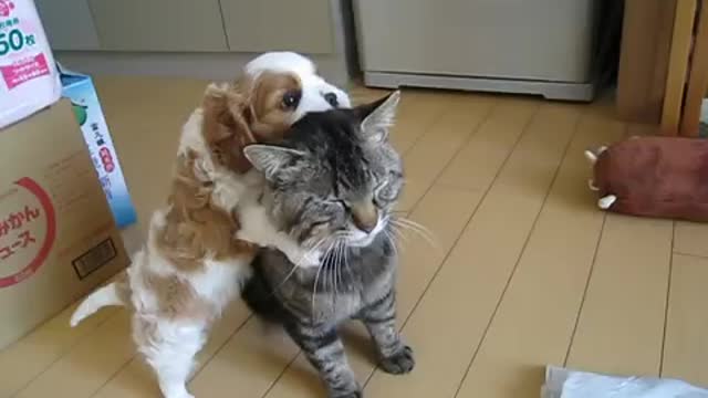 Puppies playing with cats