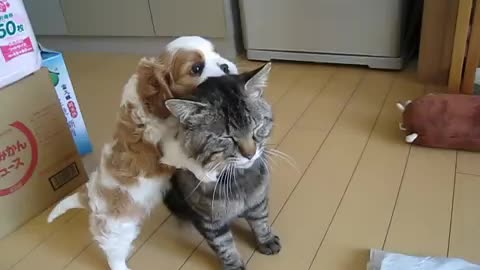 Puppies playing with cats