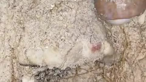ocean sea turtle laying eggs be amazed