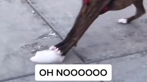 The best funny shots for pets ❤️