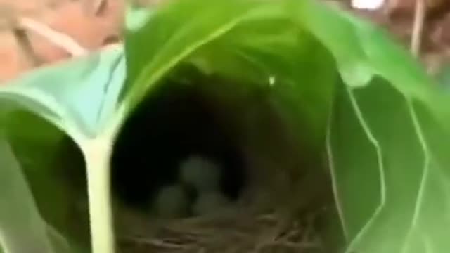 THIS IS HOW AMAZING BIRD BUILD THERE AMAZING HOUSE The seamstress of the bird world