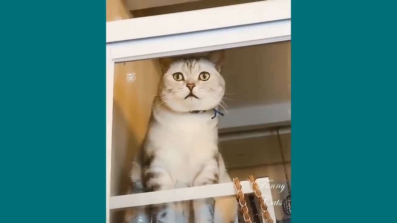 best of the 2020 Funny cats
