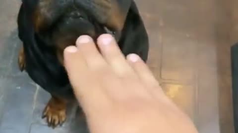Man fight with dog | must wach|