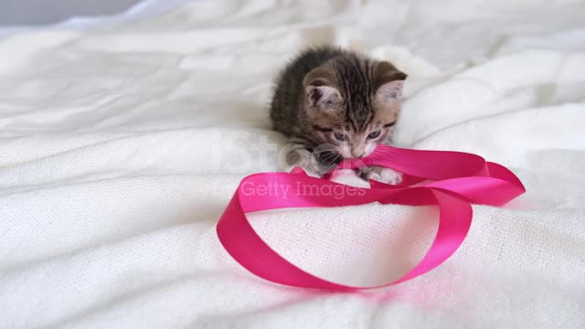 Cute Cat having fun with pink ribbon on white bed