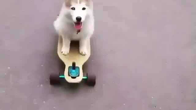 Funny Husky Dog Videos 2022 😁 Funniest Husky Dog Videos 😁😇 Best Funny Husky Videos 2022 😺