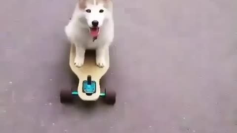 Funny Husky Dog Videos 2022 😁 Funniest Husky Dog Videos 😁😇 Best Funny Husky Videos 2022 😺