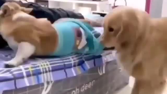 Funny dog video