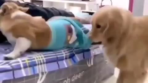 Funny dog video