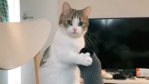 😆😆😆😆Cats very funny video🤣🤣🤣🤣🤣🤣