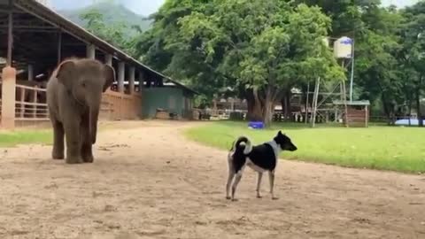 Look at the scene a puppy playing with a elephant cub.