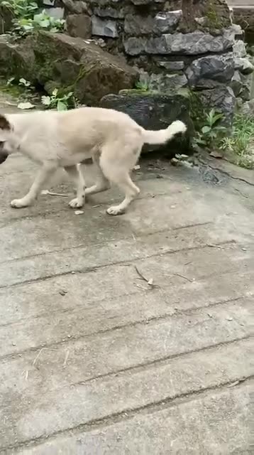 This dog 🐕 loves to dance 💃