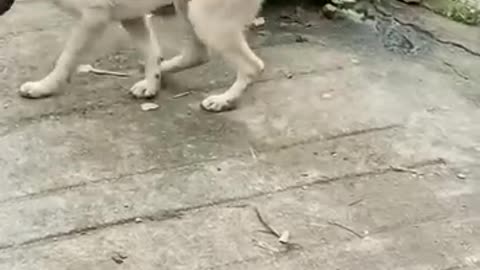 This dog 🐕 loves to dance 💃