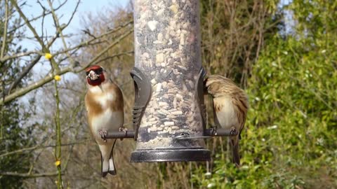 relax music with birds