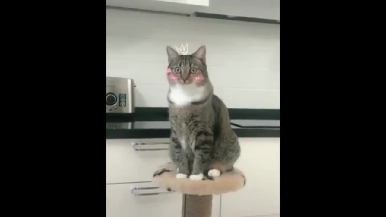 Funny Cats Videos Short Videos Funny Cats Videos Funny Cats Videos Makes Funny Cats Videos