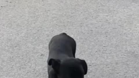 This dog puts his paws like a ballerina. And it looks like Agent 007.