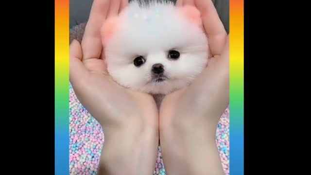 Cute and Funny Dogs Videos Compilation_15